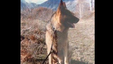 НЕВЕРОВАТНА ПРИЧА О ПСУ КОЈИ ЈЕ ЧУВАО СРПСКУ ВОЈСКУ: Ово је чувени мајор Листер са Кошара